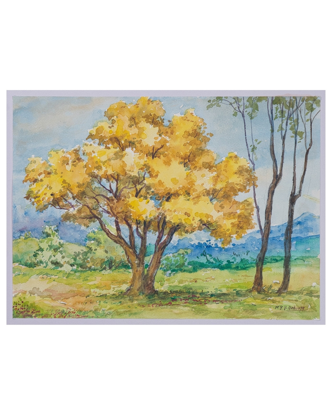 Golden Tabebuia